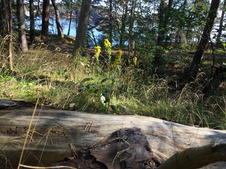 foto Per Rödseth
