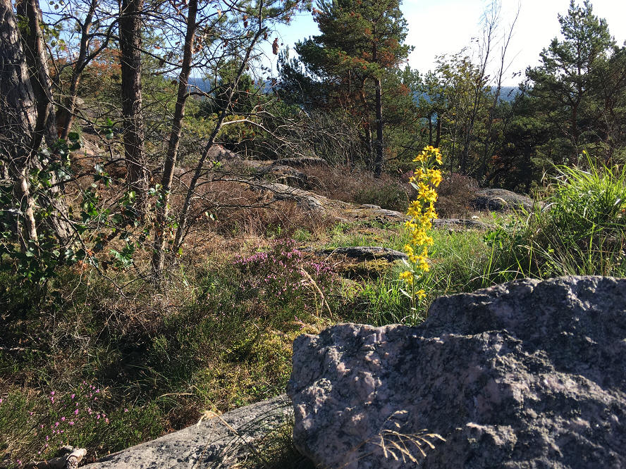 foto Per Rödseth