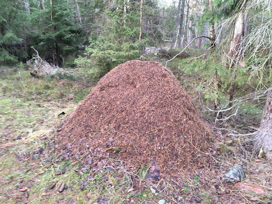 foto Per Rödseth