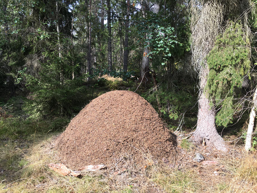 foto Per Rödseth