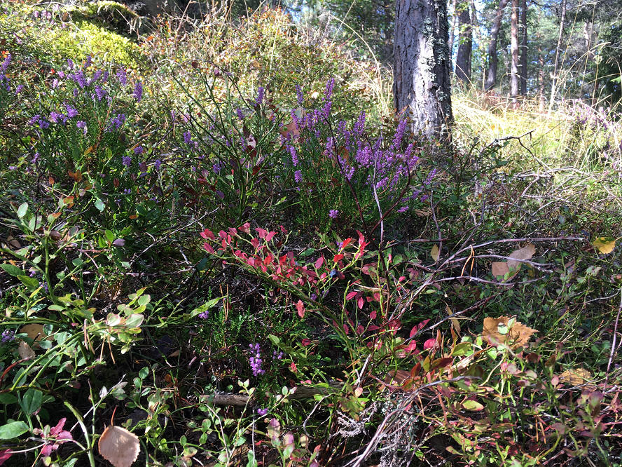 foto Per Rödseth