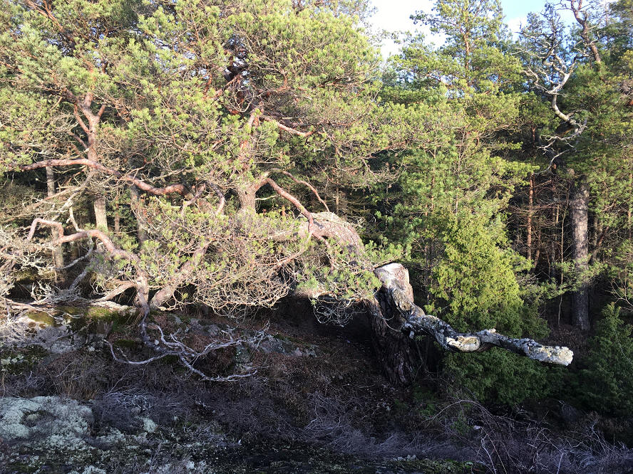 foto Per Rödseth