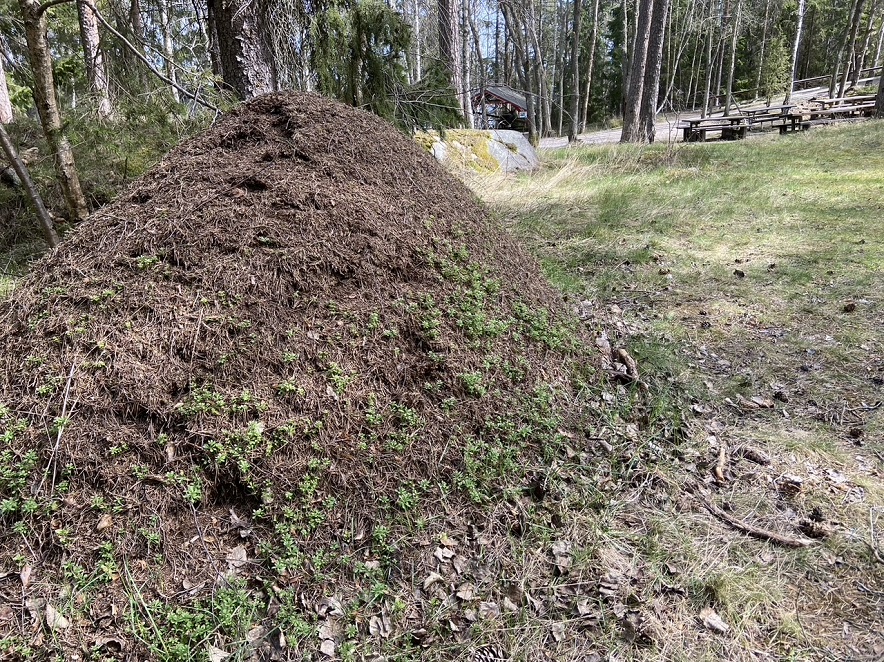 foto Karin Henriksson