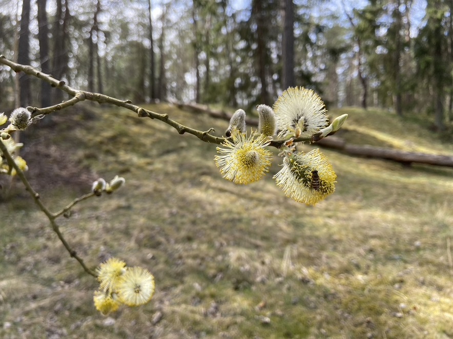 foto Karin Henriksson