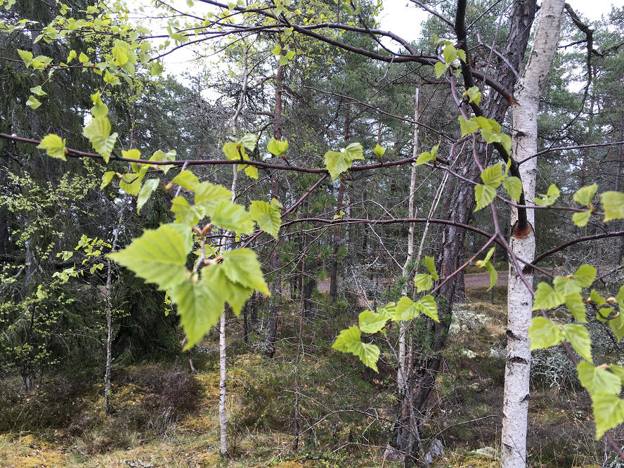 foto Per Rödseth