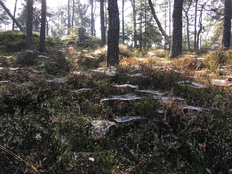 foto Per Rödseth