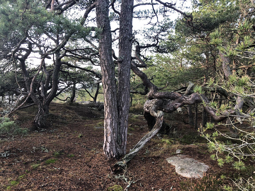 foto Anne Rödseth