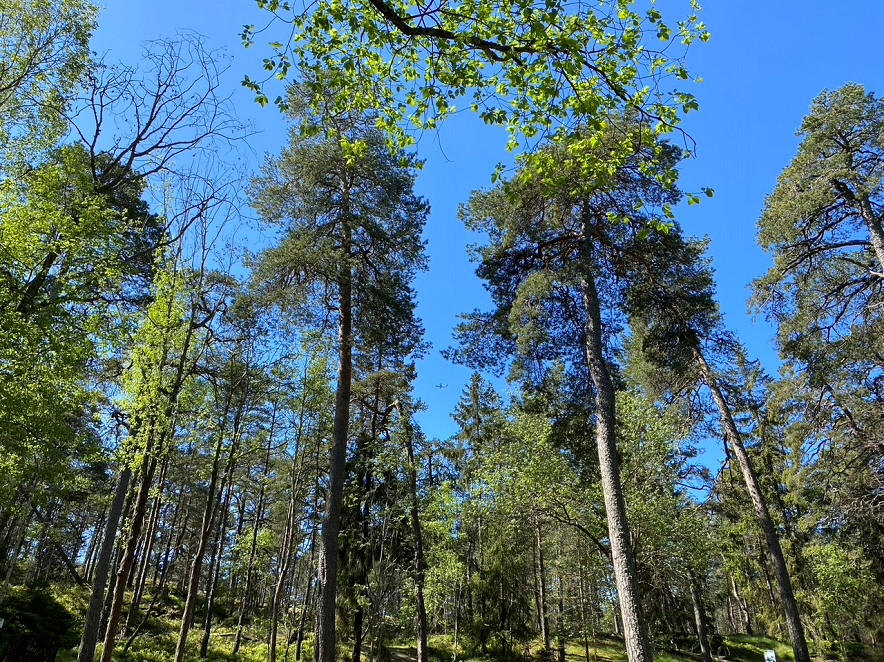 foto Karin Henriksson