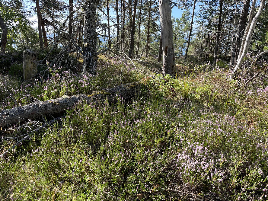 foto Per Rödseth