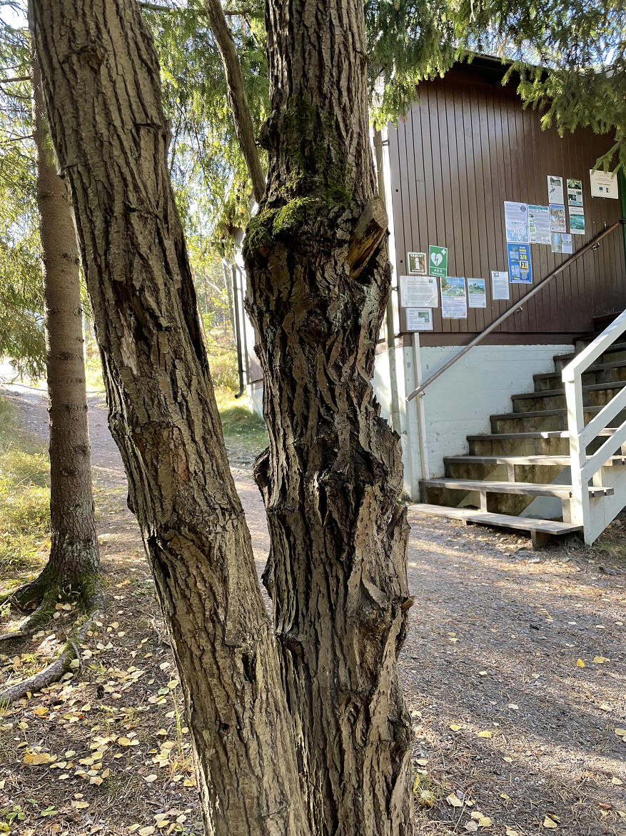 foto Per Rödseth