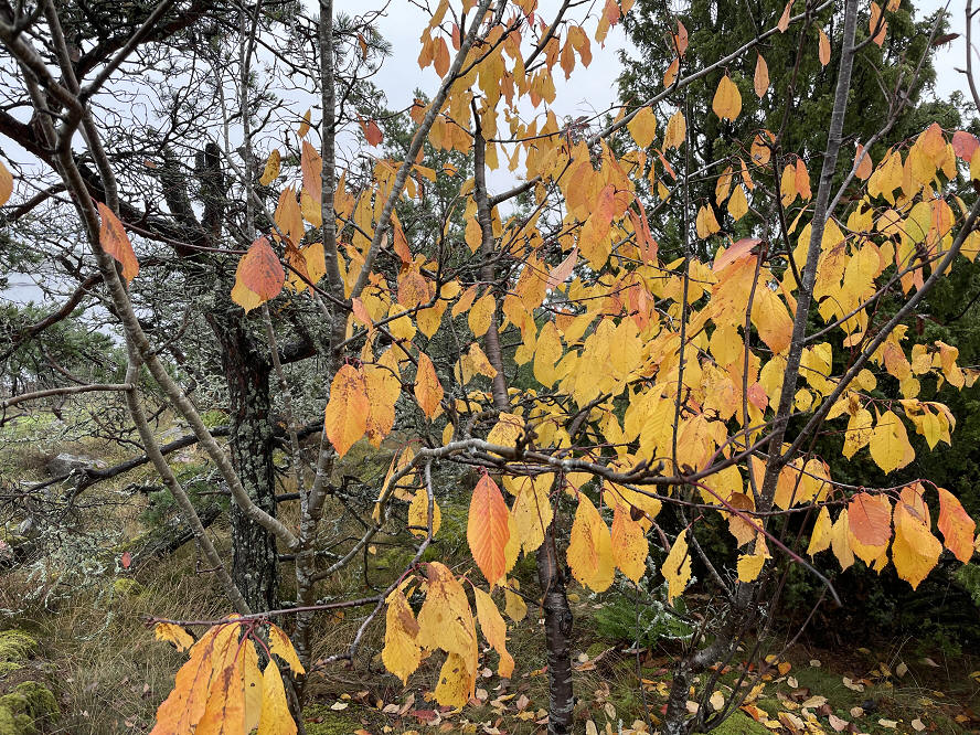 foto Per Rödseth
