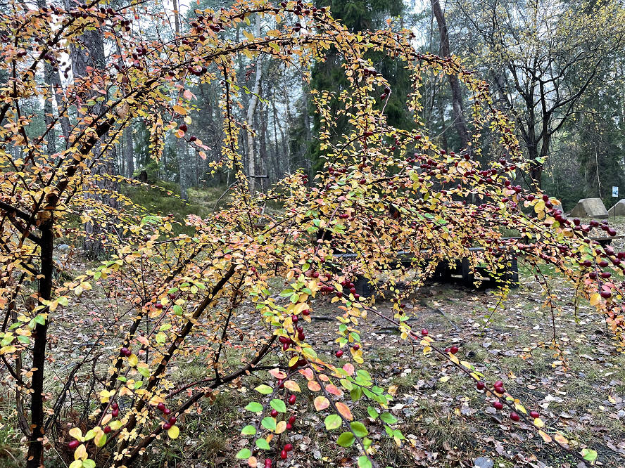foto Per Rödseth