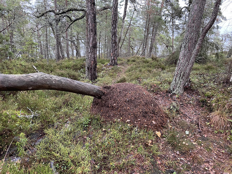 foto Per Rödseth