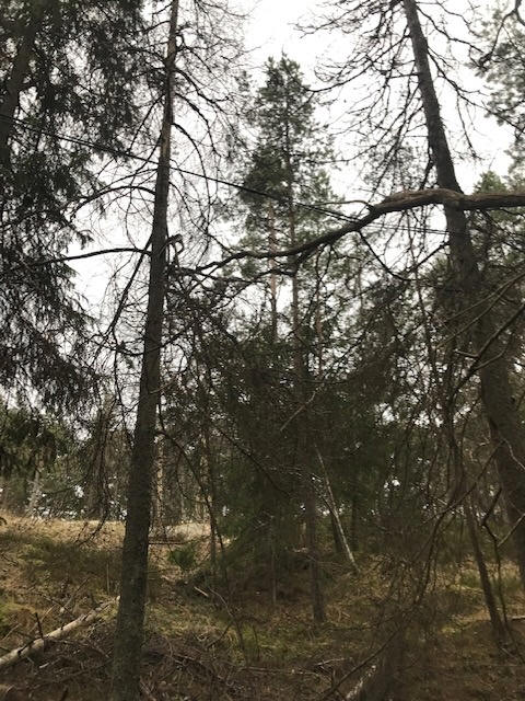 foto Göran Johansson