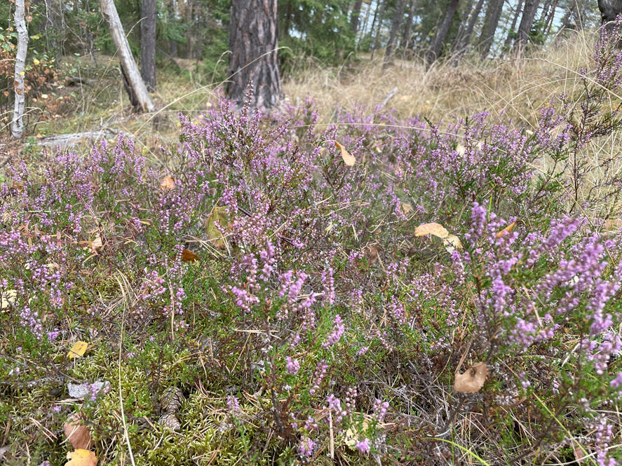 foto Per Rödseth
