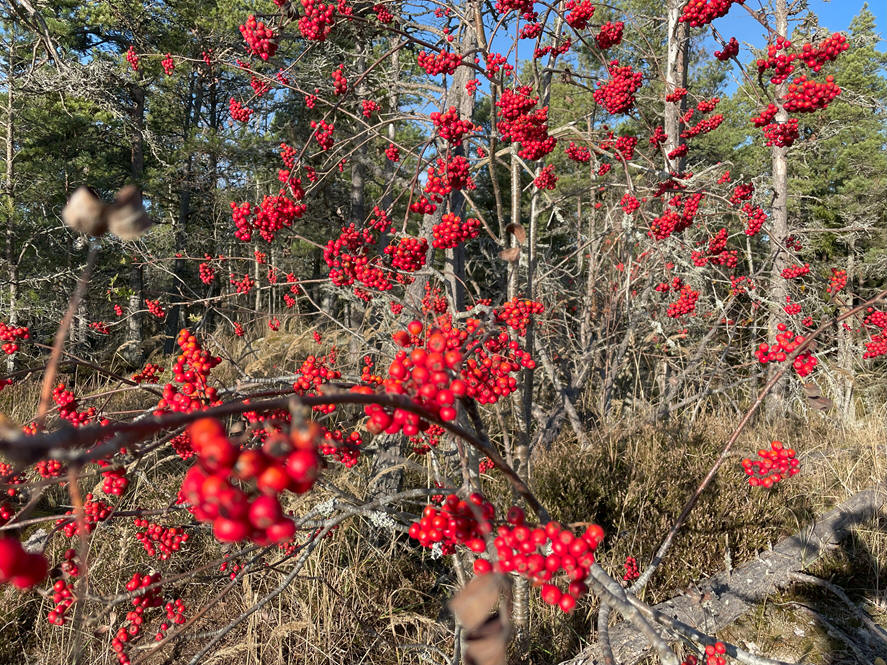 foto Per Rödseth