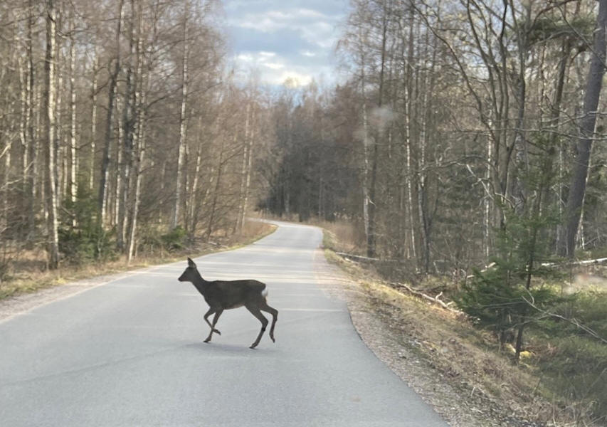 foto Karin Henriksson