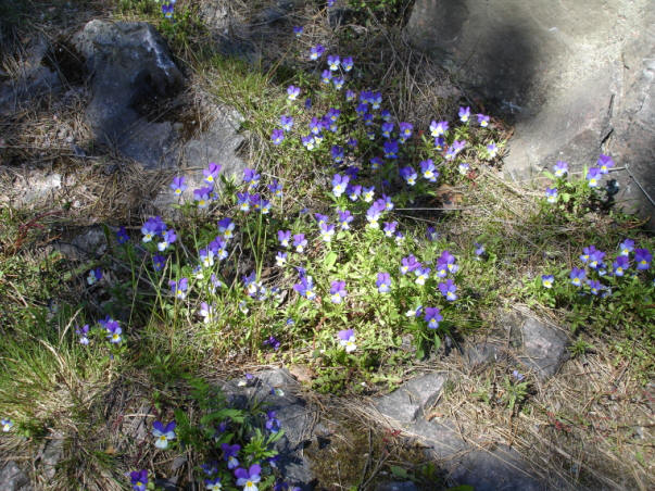 foto Per Rödseth
