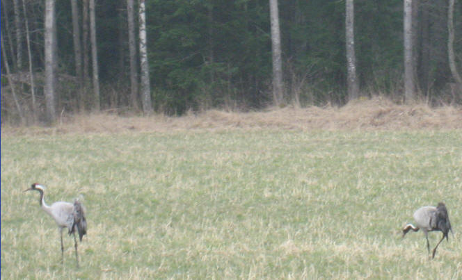 foto Per Rödseth
