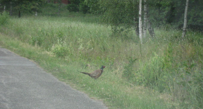 foto Per Rödseth