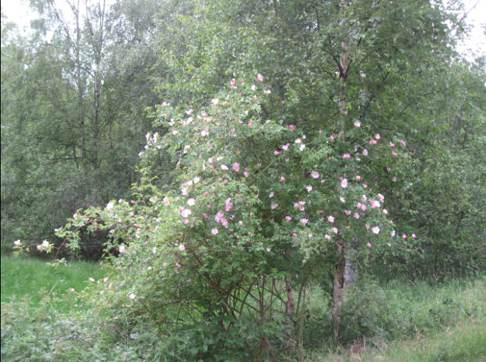 foto Per Rödseth