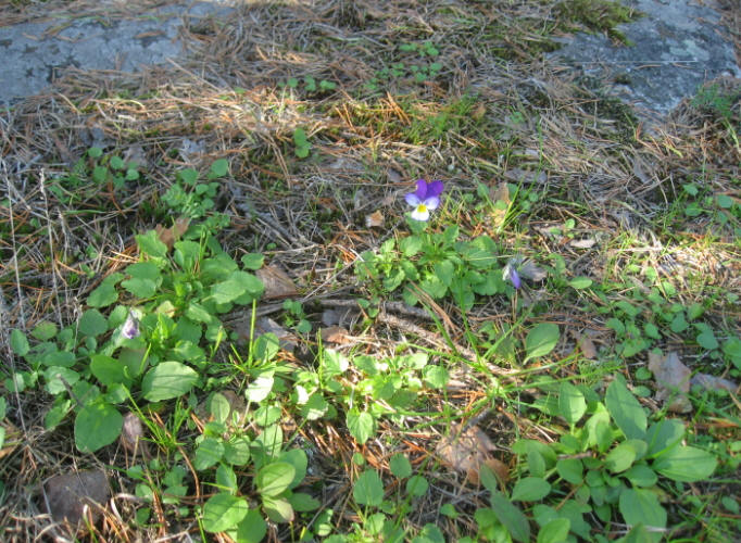 foto Per Rödseth