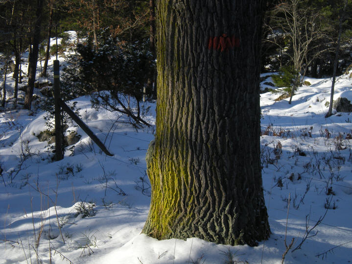 foto Per Rödseth