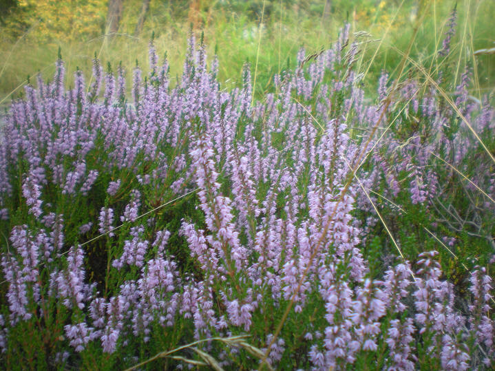 foto Per Rödseth