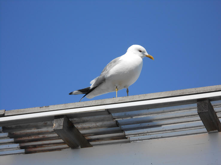 foto Per Rödseth