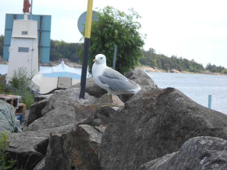 foto Per Rödseth