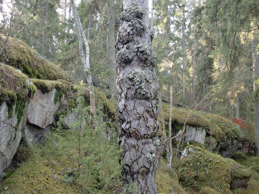 foto Olavi Eichhorn