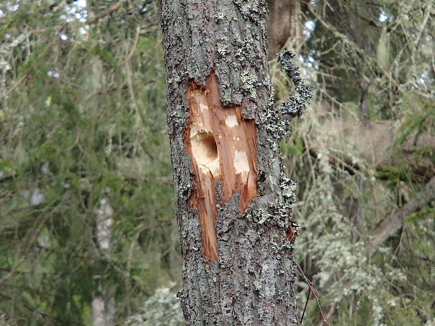 foto Erik Barkefors