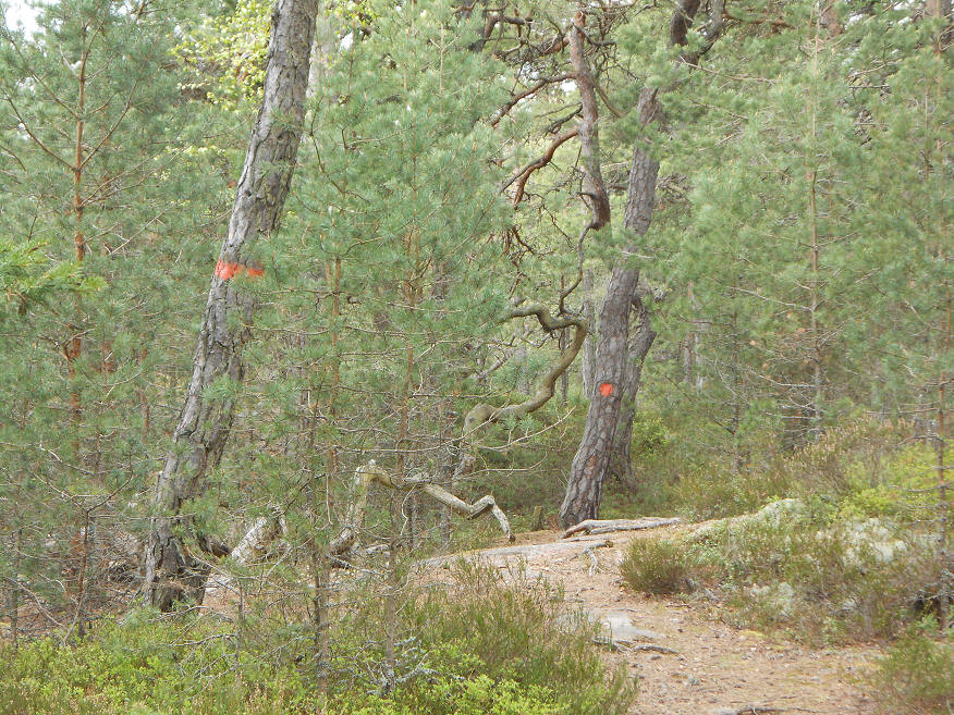 foto Per Rödseth