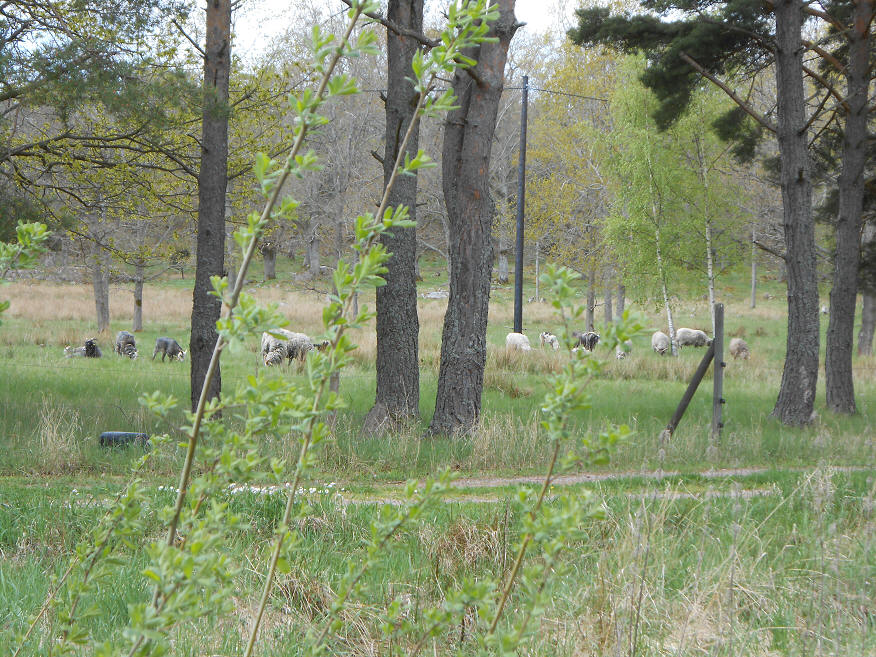 foto Per Rödseth