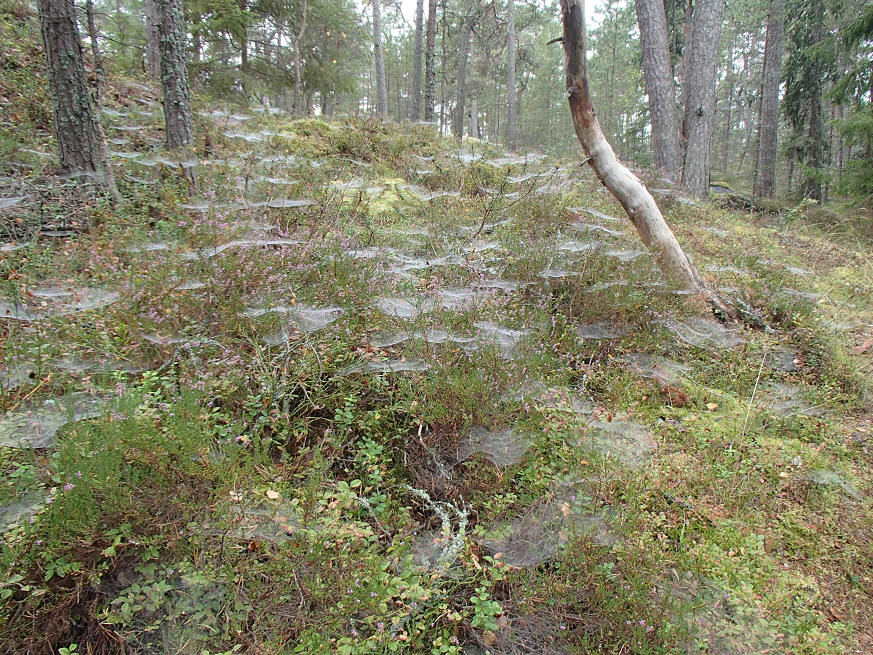 foto Erik Barkefors
