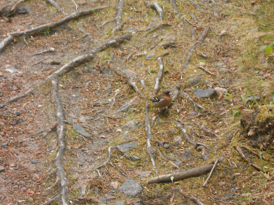 foto Per Rödseth
