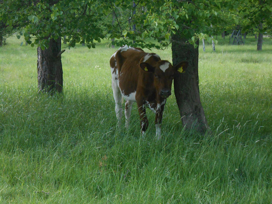 foto Per Rödseth