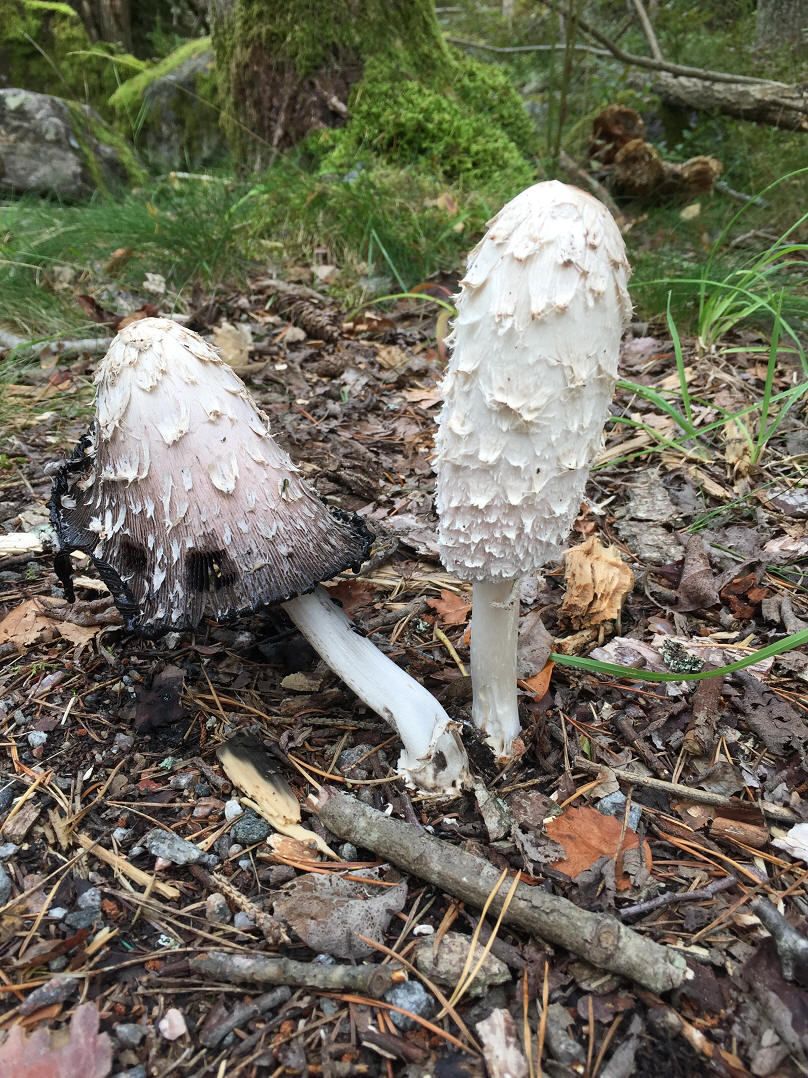 foto Karin Henriksson