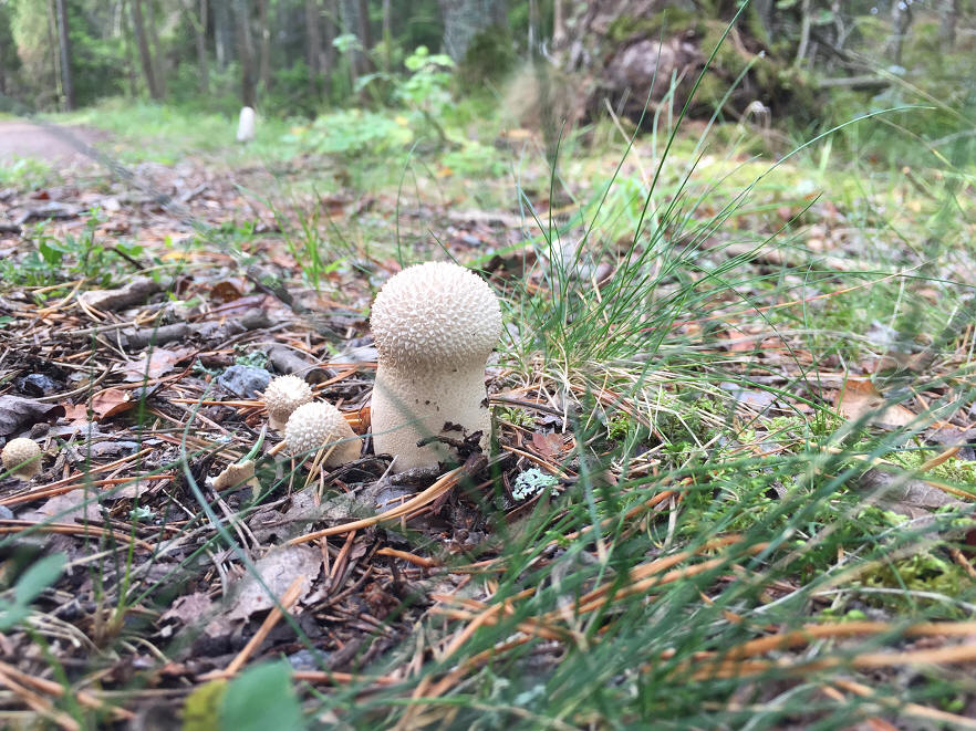 foto Karin Henriksson