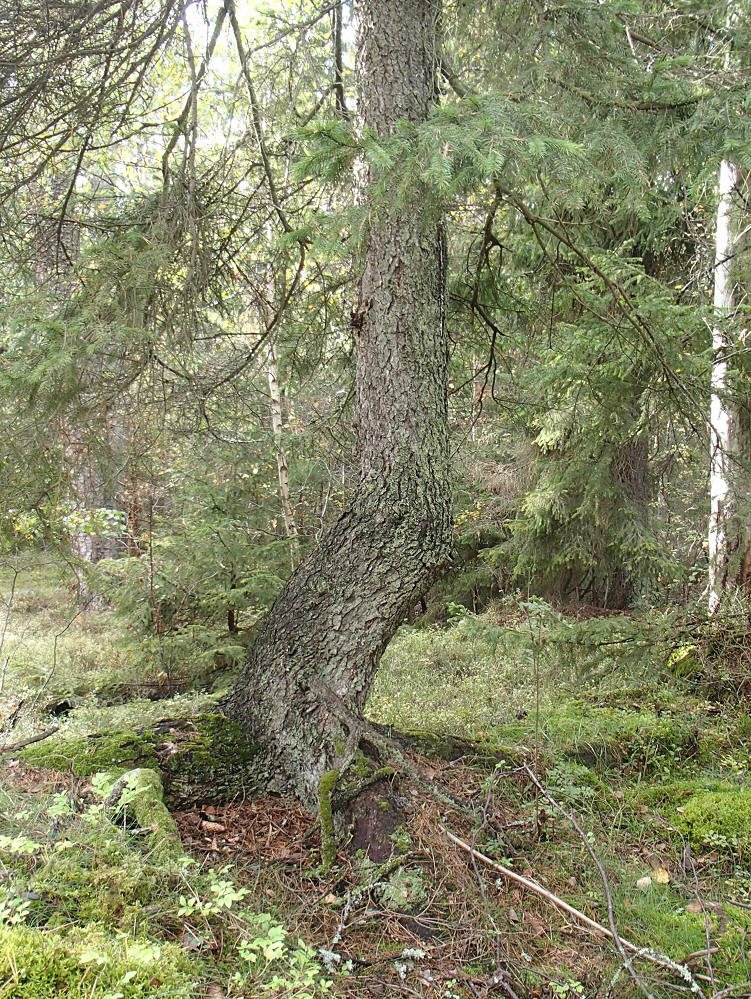 foto Erik Barkefors