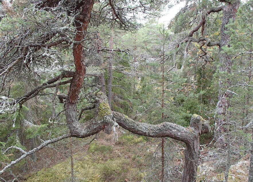 foto Erik Barkefors