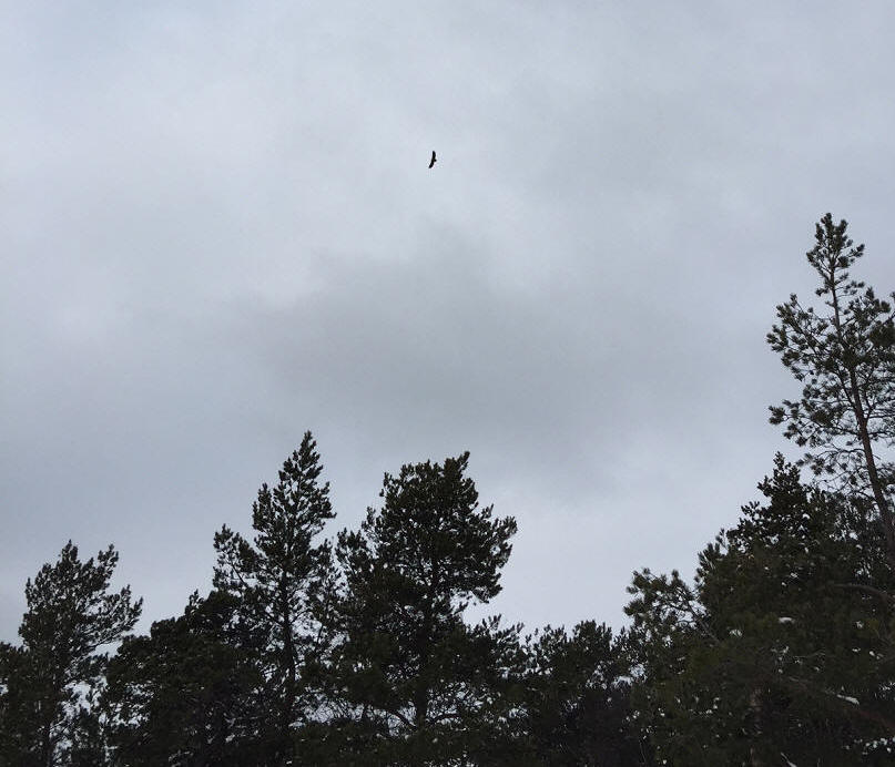 foto Karin Henriksson