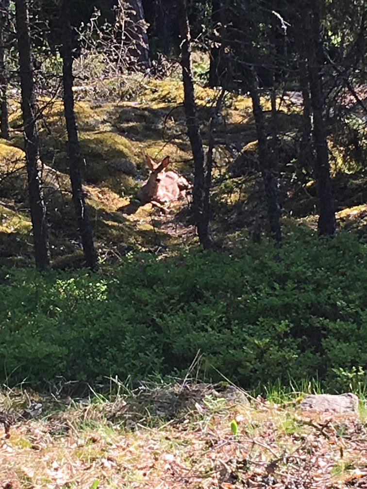 foto Bo Svarne