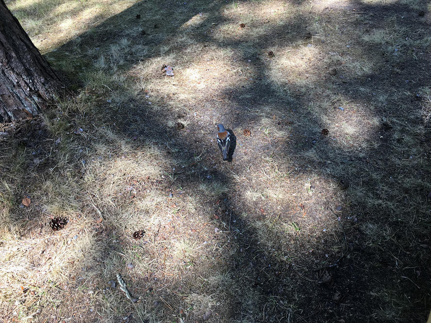 foto Per Rödseth